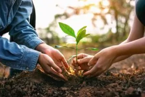 Neutralizar carbono vai além de plantar árvores